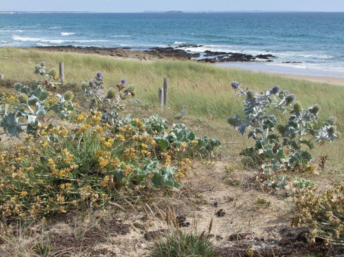 dunes-Plouhinec