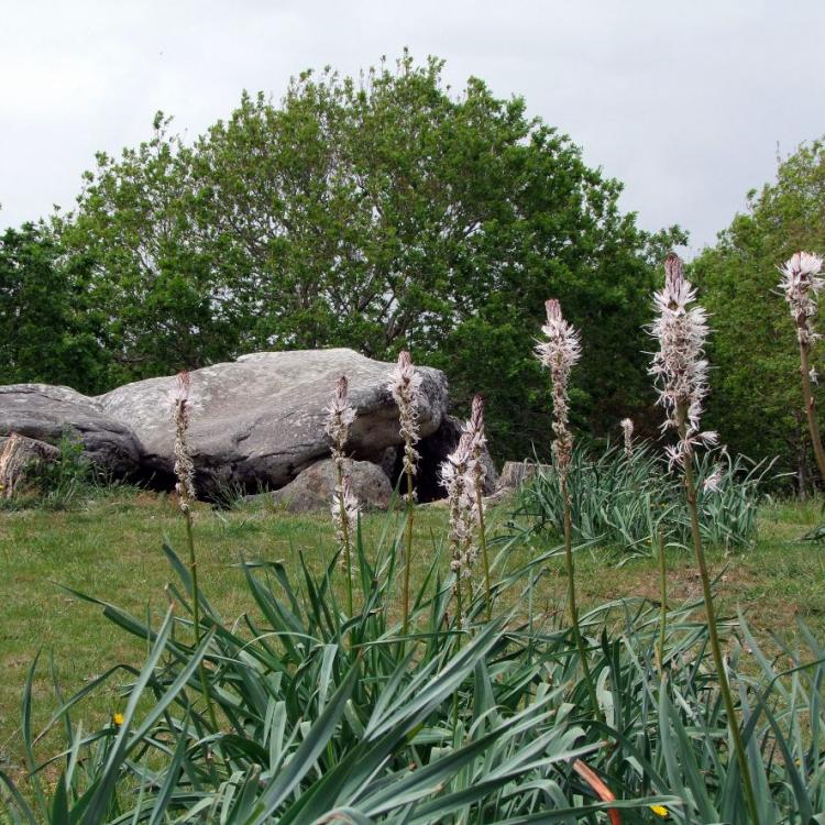 Mane-bras-dolmen